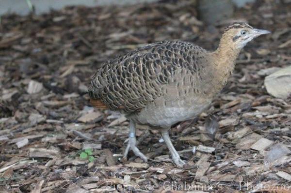 Red-winged tinamou