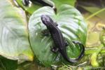 Amami sword-tailed newt