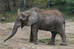 South African elephant