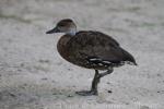 West Indian whistling-duck