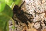 Common pink-toe tarantula