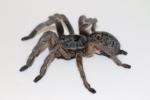 Straight horned baboon spider