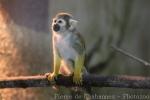 Peruvian squirrel-monkey