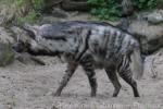 Striped hyaena
