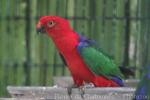 Moluccan king-parrot