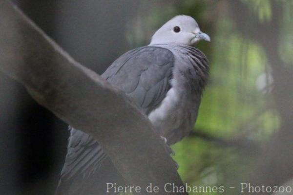 Grey imperial-pigeon