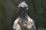 North Philippine hawk-eagle