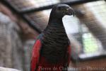 Pesquet's parrot