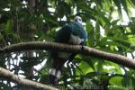 White-bellied imperial-pigeon