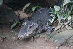 African dwarf crocodile