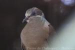 Short-billed brown-dove