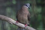 Buff-eared brown-dove