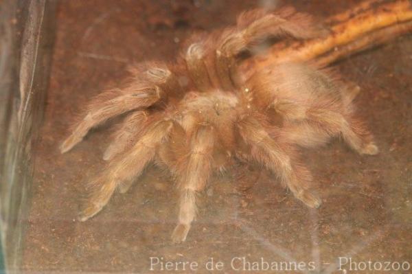 Brazilian giant blonde tarantula