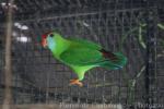 Philippine hanging-parrot