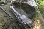 Malayan gharial