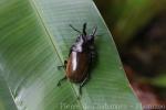 Dalmann's stag beetle