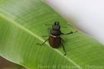 Sabah stag beetle