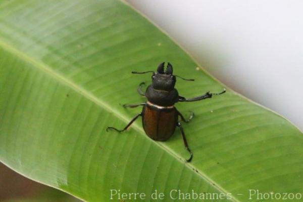 Sabah stag beetle