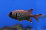 Robust soldierfish