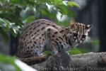 Sunda (Visayan) leopard-cat