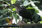 South Philippine hawk-eagle