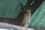 Mindanao lowland scops-owl