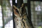 Giant scops-owl