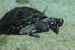 Black pond turtle