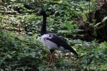 Magpie goose