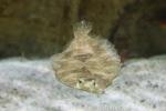 Flowery flounder