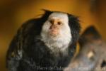Geoffroy's tufted-ear marmoset