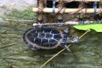 West African black forest turtle