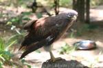 Rufous-winged buzzard