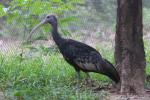 Giant ibis