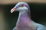 Metallic pigeon