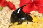 Gideon rhinoceros beetle