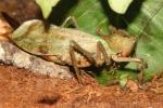 Dragon-headed katydid
