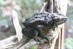 Borneo river toad