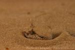 Arabian horned viper