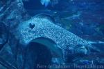 Porcupine whipray