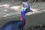 Southern cassowary