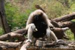 Skywalker hoolock gibbon