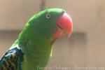Great-billed parrot