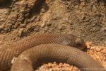 Pygmy mulga snake
