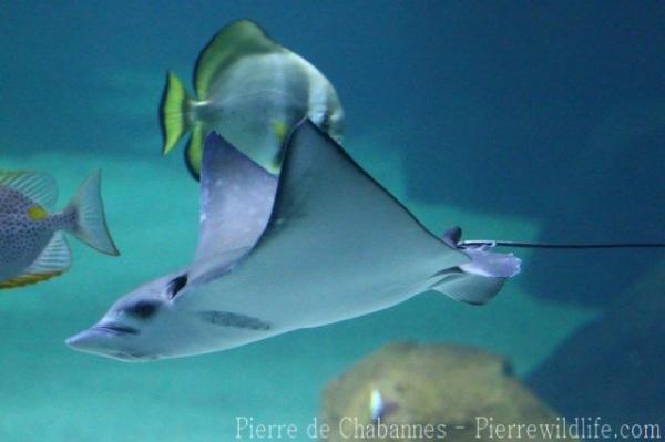 Ocellated eagle ray