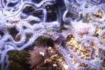 Common brittle-star