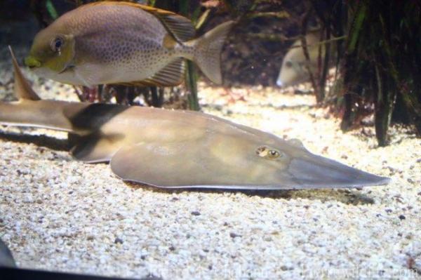 Blackchin guitarfish
