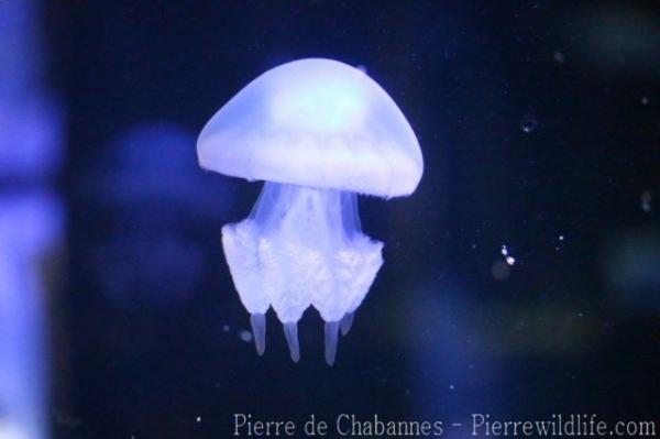 Atlantic dustbin-lid jellyfish