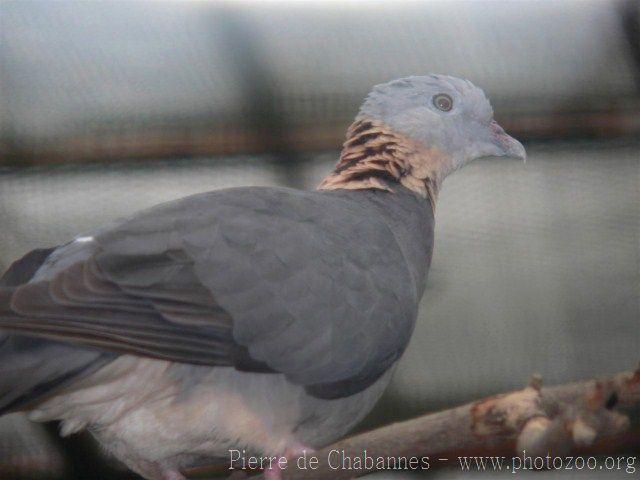 Ashy wood-pigeon *