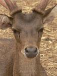 Timor deer